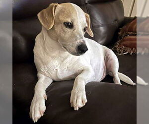Chiweenie Dogs for adoption in Deepwater, NJ, USA