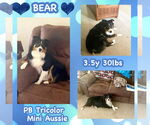 Small #1 Australian Shepherd