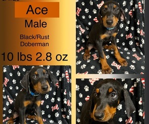 Doberman Pinscher Puppy for sale in HOMESTEAD, FL, USA
