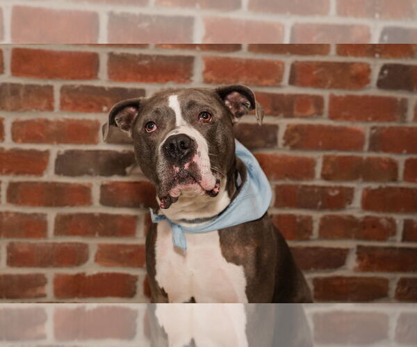 Medium Photo #3 Bull Terrier-Bulldog Mix Puppy For Sale in St. Louis Park, MN, USA