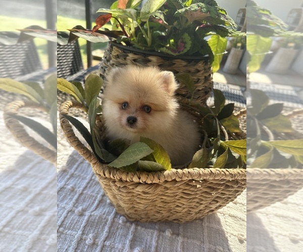 Medium Photo #7 Pomeranian Puppy For Sale in BAKERSFIELD, CA, USA