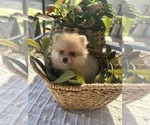 Small #6 Pomeranian