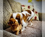 Small Photo #3 Cavalier King Charles Spaniel Puppy For Sale in BROOKLYN PARK, MN, USA