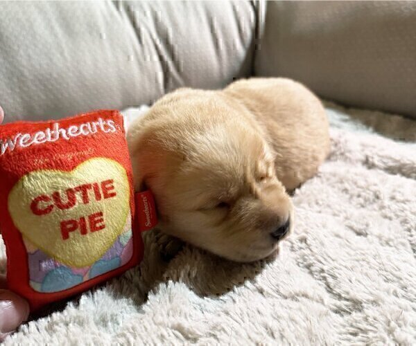 Medium Photo #8 Labrador Retriever Puppy For Sale in HIGH POINT, NC, USA