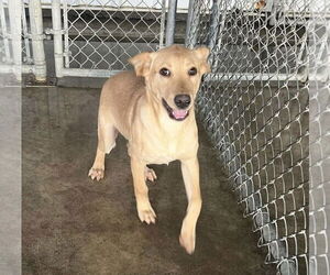 Labrador Retriever-Unknown Mix Dogs for adoption in Pryor, OK, USA