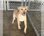 Small Labrador Retriever Mix