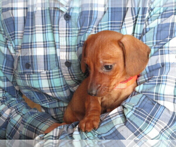 Medium Photo #3 Dachshund Puppy For Sale in OWEN, WI, USA