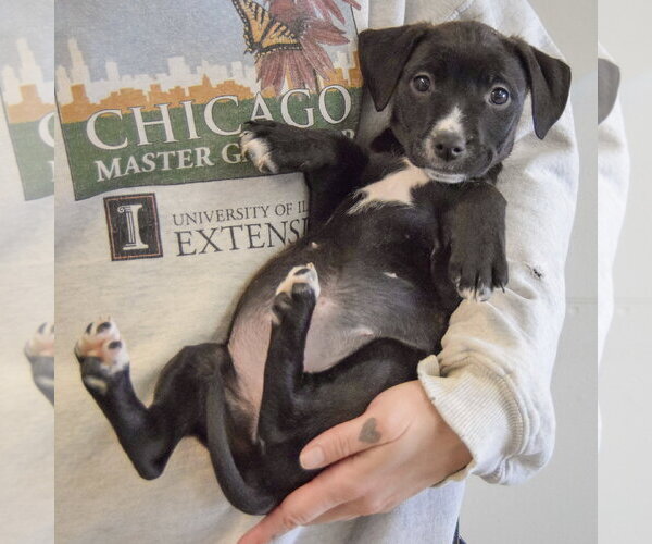 Medium Photo #4 Border Collie-Unknown Mix Puppy For Sale in Huntley, IL, USA