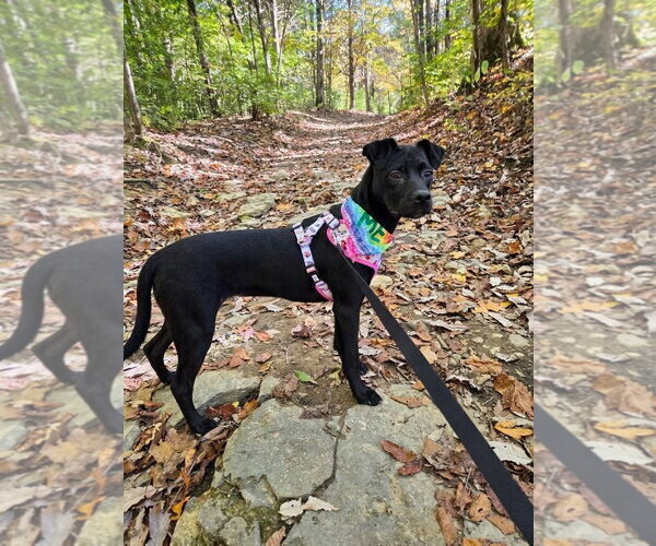 Medium Photo #2 Labrador Retriever-Unknown Mix Puppy For Sale in Germantown, OH, USA