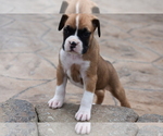 Puppy 9 Boxer