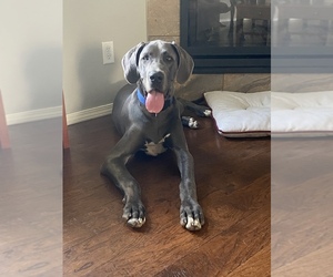 Great Dane Dogs for adoption in OZARK, MO, USA