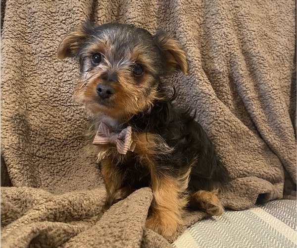 Medium Photo #6 Yorkshire Terrier Puppy For Sale in RICHMOND, MI, USA