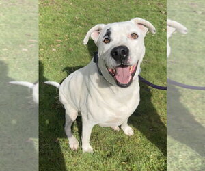 Brian - Male Boxer-Unknown Mix Dog for Adoption - Photo #5