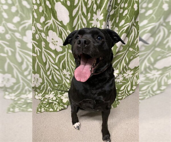 Medium Photo #1 Labrador Retriever-Unknown Mix Puppy For Sale in Fairbanks, AK, USA