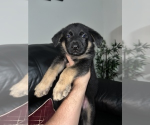 German Shepherd Dog Puppy for sale in KISSIMMEE, FL, USA
