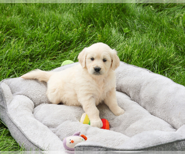 Medium Photo #6 English Cream Golden Retriever Puppy For Sale in SYRACUSE, IN, USA