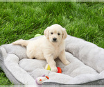 Small #5 English Cream Golden Retriever