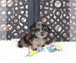 Small #2 Poochon