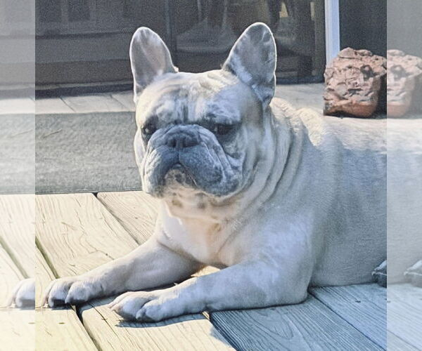 Medium Photo #2 French Bulldog Puppy For Sale in Spring Lake, NC, USA