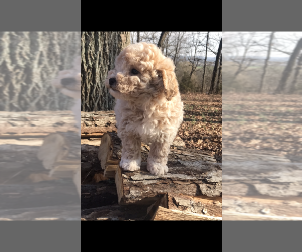 Medium Photo #3 Poochon Puppy For Sale in PRINCETON, KY, USA