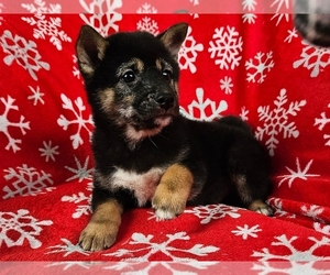 Shiba Inu Puppy for sale in PROVIDENCE, RI, USA