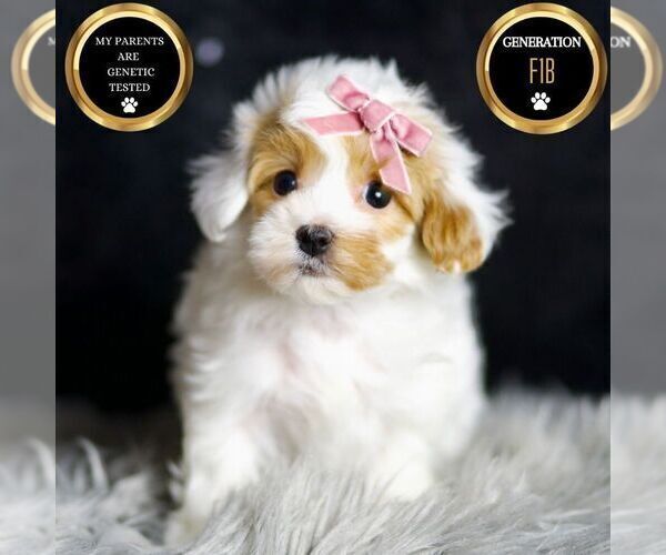 Medium Photo #7 Maltipoo Puppy For Sale in WARSAW, IN, USA