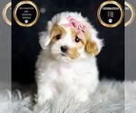 Small Photo #103 Maltipoo Puppy For Sale in WARSAW, IN, USA