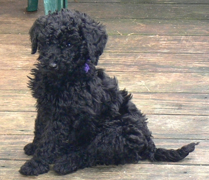 Medium Photo #1 Poodle (Standard) Puppy For Sale in WINDSOR, CT, USA
