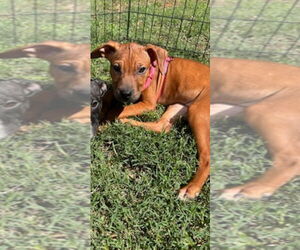 American Pit Bull Terrier-American Staffordshire Terrier Mix Dogs for adoption in Chester, VA, USA