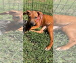 Small American Pit Bull Terrier-American Staffordshire Terrier Mix
