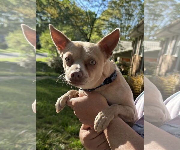 Medium Photo #8 Chihuahua Puppy For Sale in Garner, NC, USA