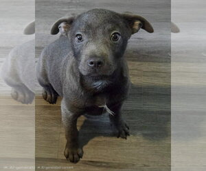 Dorothy - Female Shih Tzu-Unknown Mix Dog for Adoption - Photo #3