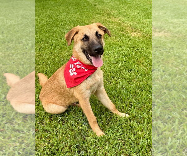 Medium Photo #6 Mutt Puppy For Sale in San Leon, TX, USA