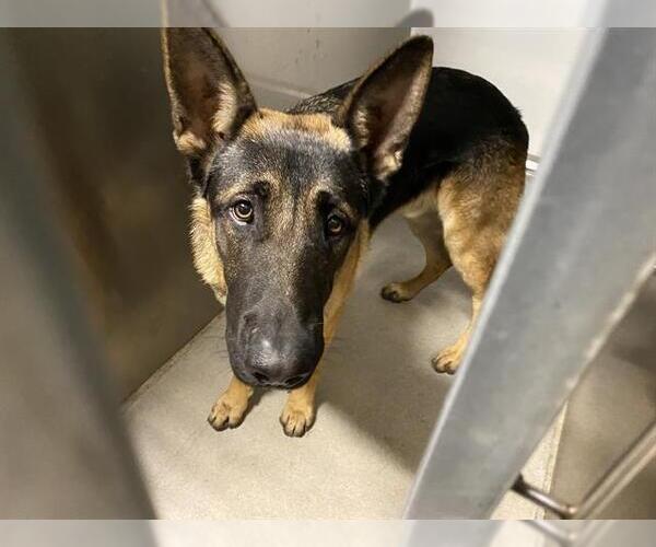 Medium Photo #1 German Shepherd Dog Puppy For Sale in Modesto, CA, USA