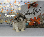 Small #17 Poodle (Toy)