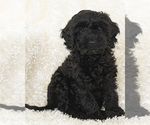 Small Photo #30 Goldendoodle Puppy For Sale in TOPEKA, KS, USA