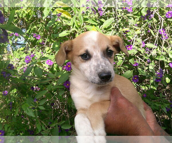 Medium Photo #1 Labrador Retriever-Unknown Mix Puppy For Sale in San Diego, CA, USA