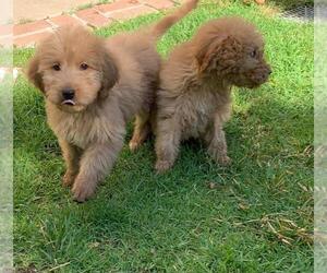 Goldendoodle Puppy for sale in CHATSWORTH, CA, USA