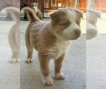 Small #4 Labrador Retriever Mix