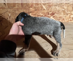 Bluetick Coonhound Puppy for sale in GALLUP, NM, USA