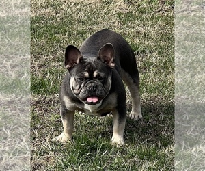 French Bulldog Puppy for sale in BOLIVAR, MO, USA