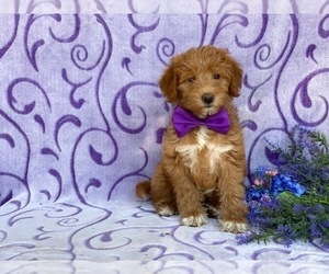 Double Doodle Puppy for sale in LANCASTER, PA, USA