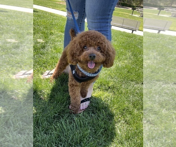 Medium Photo #1 Poodle (Toy) Puppy For Sale in FONTANA, CA, USA