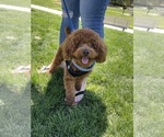 Small Photo #1 Poodle (Toy) Puppy For Sale in FONTANA, CA, USA