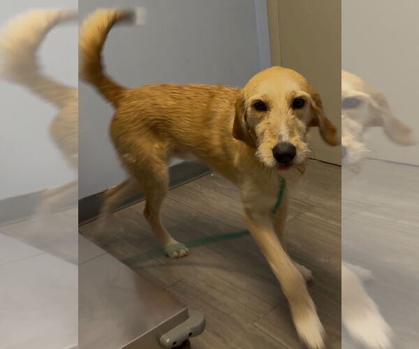 Medium Photo #4 Labrador Retriever-Unknown Mix Puppy For Sale in Canton, CT, USA