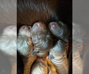 Labrador Retriever Litter for sale in WEAVERVILLE, NC, USA