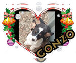 Image preview for Ad Listing. Nickname: Gonzo