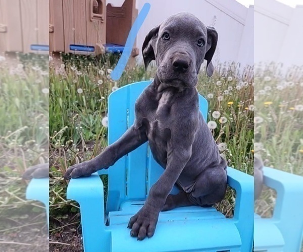Medium Photo #32 Great Dane Puppy For Sale in OGDEN, UT, USA