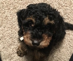 Poodle (Miniature) Puppy for sale in POST FALLS, ID, USA