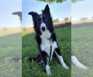 Border Collie Dogs for adoption in Highland, IL, USA